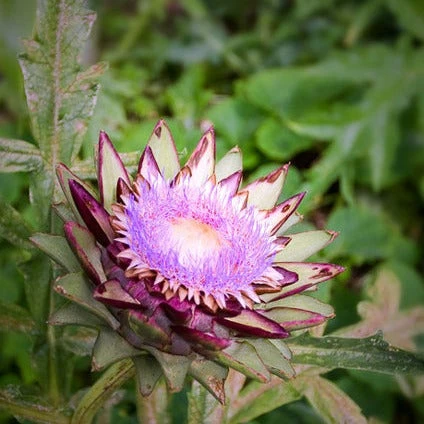 Cardoon (Purple Artichoke Thistle) 4 Cardoon (Purple Artichoke Thistle) - Image 2
