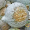 Squash (Winter) - Hubbard, Baby Blue -seedsnow Sales Store shutterstock 40798921 700x 63b1cc9a 534c 4a8b 82cb c6860c40dbc0