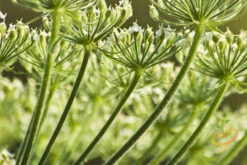 Anise (Aniseed) 11 Anise (Aniseed) -seedsnow Sales Store shutterstock 48692866