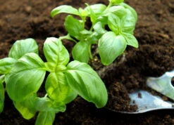 Basil, Genovese (Sweet Basil) -seedsnow Sales Store shutterstock 53004442