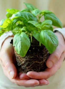 Basil, Genovese (Sweet Basil) -seedsnow Sales Store shutterstock 53004445