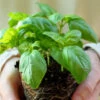 Basil, Genovese (Sweet Basil) -seedsnow Sales Store shutterstock 53004445 700x 9bd99908 120f 42a8 8f0a 97449fbc672c