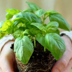 Basil, Genovese (Sweet Basil)