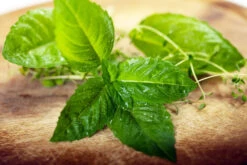 Basil, Italian Large Leaf 15 Basil, Italian Large Leaf -seedsnow Sales Store shutterstock 54063214