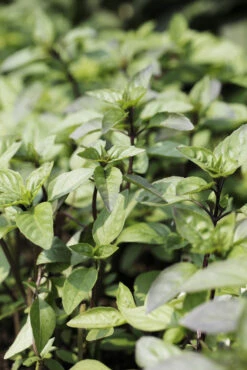 Basil, Cinnamon (Mexican Basil) 17 Basil, Cinnamon (Mexican Basil) -seedsnow Sales Store shutterstock 58663471