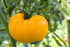 Tomato - Brandywine, Yellow (Indeterminate) 12 Tomato - Brandywine, Yellow (Indeterminate) -seedsnow Sales Store shutterstock 59967685