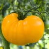 Tomato - Brandywine, Yellow (Indeterminate) -seedsnow Sales Store shutterstock 59967685 700x 3027c85d f2d9 40a6 a2b6 e8ce0a4ba564