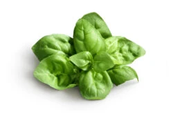 Basil, Genovese (Sweet Basil) -seedsnow Sales Store shutterstock 70726522