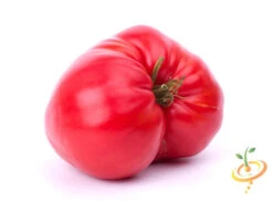 Tomato - Beefsteak, Pink (Indeterminate) -seedsnow Sales Store shutterstock 85737416