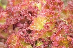 Lettuce - Lollo Rossa -seedsnow Sales Store shutterstock 92142982