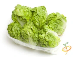 Lettuce - Little Gem -seedsnow Sales Store shutterstock 95125831