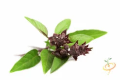 Basil, Licorice -seedsnow Sales Store shutterstock 98269586 Copy