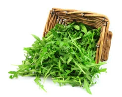 Arugula - Roquette (Rocket) -seedsnow Sales Store shutterstock 99193040