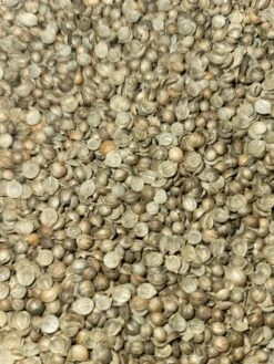 Cilantro/Coriander, Slow-Bolt (splits) -seedsnow Sales Store splits2