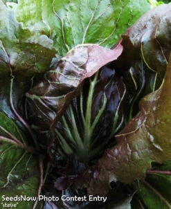 Radicchio - Classic Red (Italian Chicory) -seedsnow Sales Store steve radicchio
