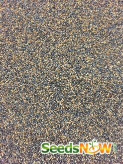 Thyme -seedsnow Sales Store thyme seeds 2