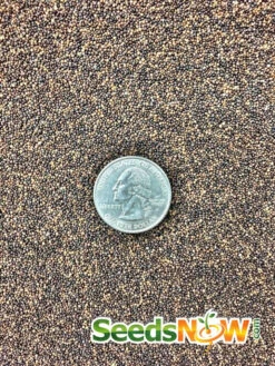 Thyme -seedsnow Sales Store thyme seeds 3