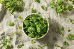 Watercress -seedsnow Sales Store truewatercressgreensseeds