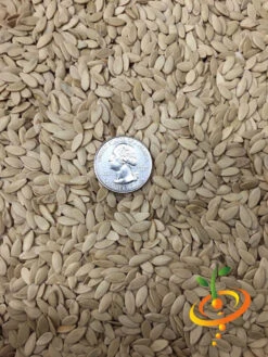 Cucumber - White Wonder 19 Cucumber - White Wonder -seedsnow Sales Store white wonder 2