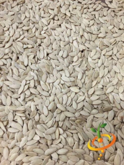 Cucumber - White Wonder 18 Cucumber - White Wonder -seedsnow Sales Store white wonder 4