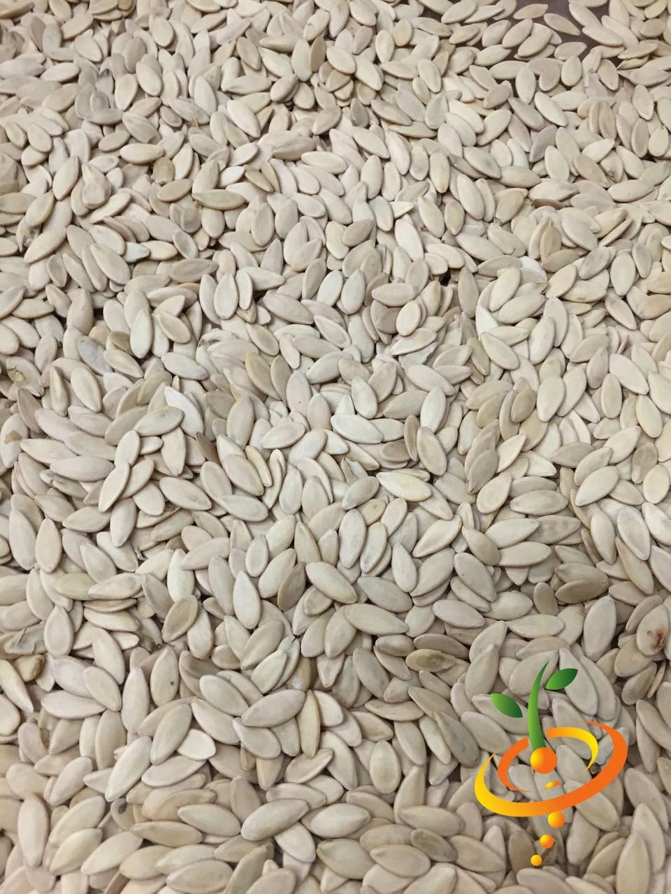 Cucumber - White Wonder 10 Cucumber - White Wonder - Image 8