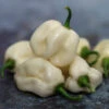 Pepper (Hot) - Habanero, White 🔥🔥🔥🔥 -seedsnow Sales Store whitehabaneroseedspepper