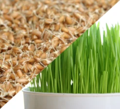 All-in-One Sprouts/Microgreens Seed Bank W/Sprouting Jar -seedsnow Sales Store whtberries 1