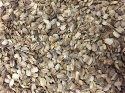 Angelica (Wild Celery / Holy Ghost) 15 Angelica (Wild Celery / Holy Ghost) -seedsnow Sales Store xWSJEvwoPfL1166WfCX1LRaCHna1yJKxhOkowKlS7c4