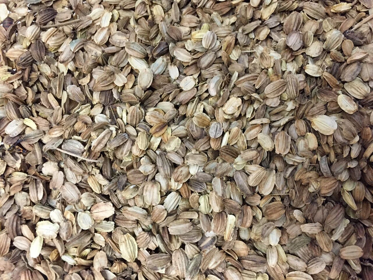 Angelica (Wild Celery / Holy Ghost) 9 Angelica (Wild Celery / Holy Ghost) - Image 7