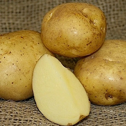 Potato (Late-Season) - Yellow Finn (Organic/Heirloom) 3 Potato (Late-Season) - Yellow Finn (Organic/Heirloom)