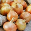 Onion (Sets) - Rock, Yellow -seedsnow Sales Store yellow rock organic onion bulb seeds now