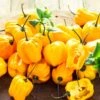 Pepper (Hot) - Habanero, Lemon 🔥🔥🔥🔥 1 Pepper (Hot) - Habanero, Lemon 🔥🔥🔥🔥 -seedsnow Sales Store yellowlemonhabaneroseeds