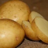 Potato (Early-Season) - Yukon Gold (ORGANIC) 2 Potato (Early-Season) - Yukon Gold (ORGANIC) -seedsnow Sales Store yukon gold potato