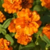 Flowers - Zinnia, Orange King -seedsnow Sales Store zinniaorangekingseeds